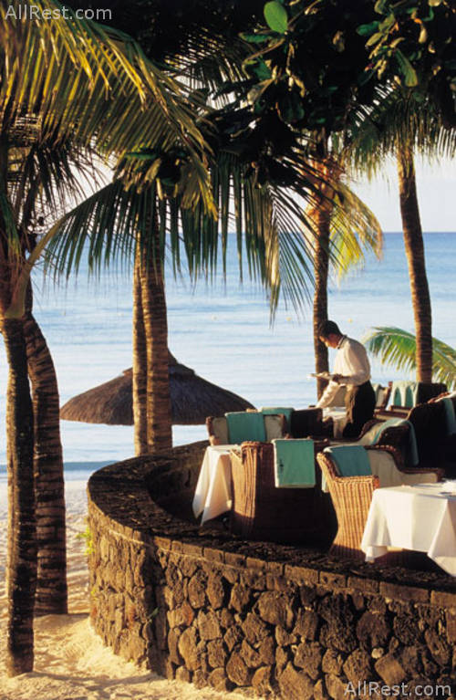 Royal Palm 41